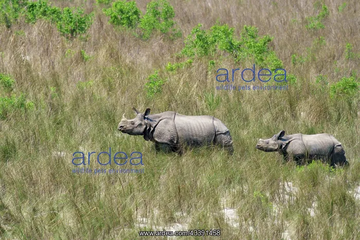 : Indian Rhinoceros : Indian Rhinoceros