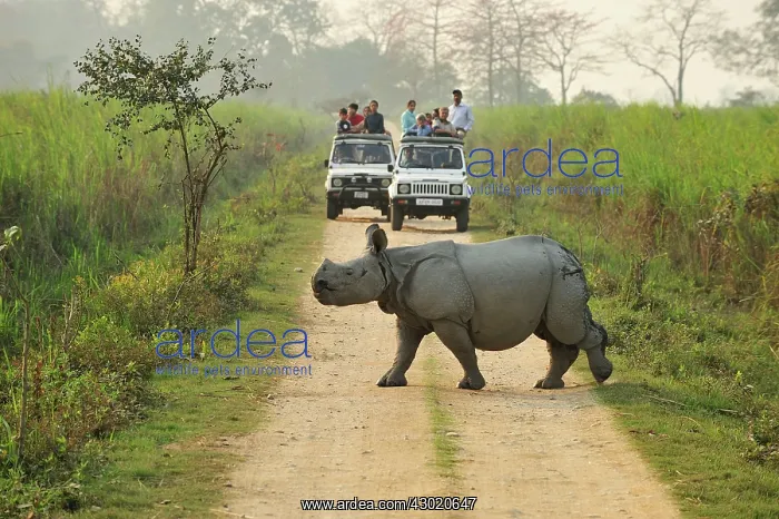 : Indian Rhinoceros / Greater One-horned Rhinoceros : Indian Rhinoceros / Greater One-horned Rhinoceros