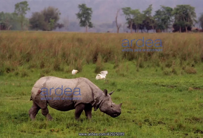 : Indian Rhinoceros injured in fight with another rhino : Indian Rhinoceros injured in fight with another rhino