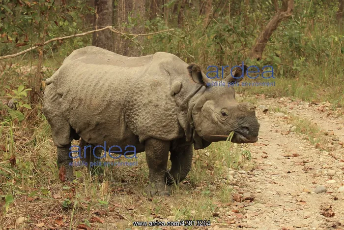: Indian Rhinoceros Rhino feeding : Indian Rhinoceros Rhino feeding