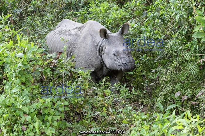: Indian rhinoceros (Rhinoceros unicornis) in the : Indian rhinoceros (Rhinoceros unicornis) in the