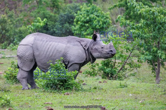 : Indian rhinoceros (Rhinoceros unicornis), also known as the greater one-horned rhinoceros, great Indian rhinoceros, or Indian rhino : Indian rhinoceros (Rhinoceros unicornis), also known as the greater one-horned rhinoceros, great Indian rhinoceros, or Indian rhino