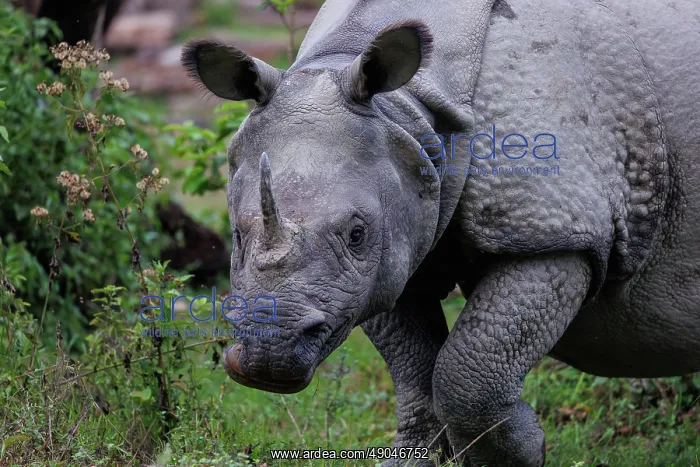 : Indian rhinoceros (Rhinoceros unicornis), also known as the greater one-horned rhinoceros, great Indian rhinoceros, or Indian rhino : Indian rhinoceros (Rhinoceros unicornis), also known as the greater one-horned rhinoceros, great Indian rhinoceros, or Indian rhino