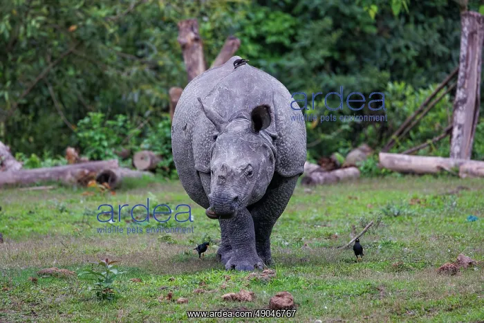 : Indian rhinoceros (Rhinoceros unicornis), also known as the greater one-horned rhinoceros, great Indian rhinoceros, or Indian rhino : Indian rhinoceros (Rhinoceros unicornis), also known as the greater one-horned rhinoceros, great Indian rhinoceros, or Indian rhino