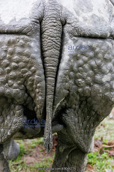 : Indian rhinoceros (Rhinoceros unicornis), also known as the greater one-horned rhinoceros, great Indian rhinoceros, or Indian rhino : Indian rhinoceros (Rhinoceros unicornis), also known as the greater one-horned rhinoceros, great Indian rhinoceros, or Indian rhino