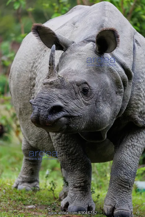 : Indian rhinoceros (Rhinoceros unicornis), also known as the greater one-horned rhinoceros, great Indian rhinoceros, or Indian rhino : Indian rhinoceros (Rhinoceros unicornis), also known as the greater one-horned rhinoceros, great Indian rhinoceros, or Indian rhino