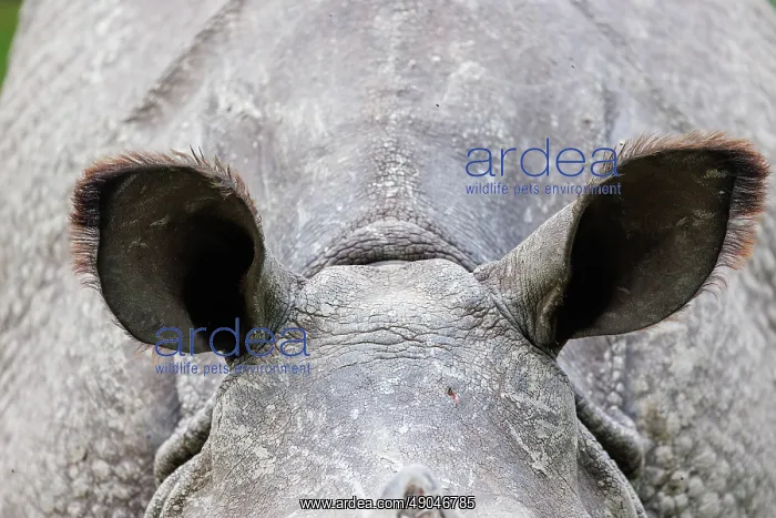 : Indian rhinoceros (Rhinoceros unicornis), also known as the greater one-horned rhinoceros, great Indian rhinoceros, or Indian rhino : Indian rhinoceros (Rhinoceros unicornis), also known as the greater one-horned rhinoceros, great Indian rhinoceros, or Indian rhino