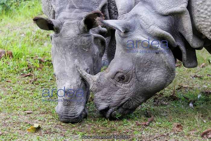: Indian rhinoceros (Rhinoceros unicornis), also known as the greater one-horned rhinoceros, great Indian rhinoceros, or Indian rhino : Indian rhinoceros (Rhinoceros unicornis), also known as the greater one-horned rhinoceros, great Indian rhinoceros, or Indian rhino