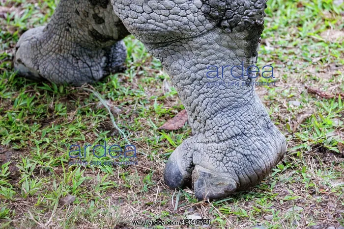 : Indian rhinoceros (Rhinoceros unicornis), also known as the greater one-horned rhinoceros, great Indian rhinoceros, or Indian rhino : Indian rhinoceros (Rhinoceros unicornis), also known as the greater one-horned rhinoceros, great Indian rhinoceros, or Indian rhino