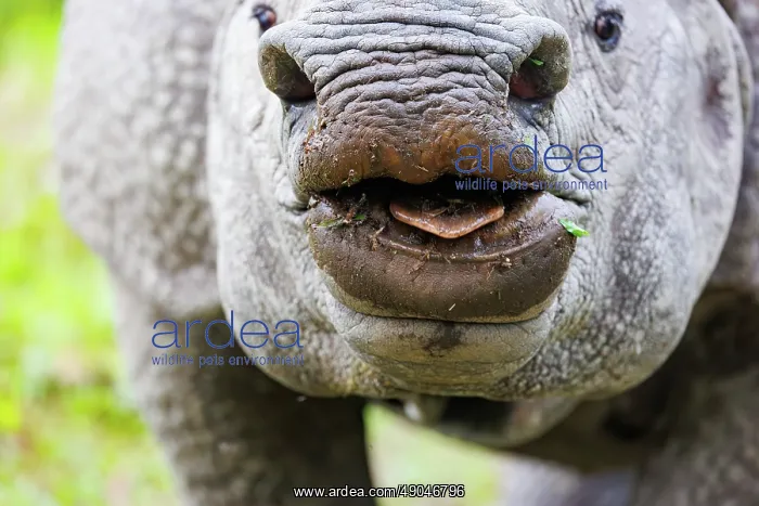 : Indian rhinoceros (Rhinoceros unicornis), also known as the greater one-horned rhinoceros, great Indian rhinoceros, or Indian rhino : Indian rhinoceros (Rhinoceros unicornis), also known as the greater one-horned rhinoceros, great Indian rhinoceros, or Indian rhino