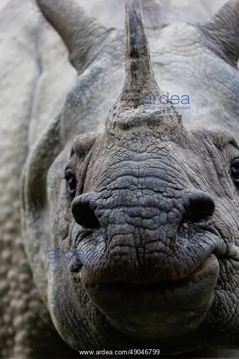 : Indian rhinoceros (Rhinoceros unicornis), also known as the greater one-horned rhinoceros, great Indian rhinoceros, or Indian rhino : Indian rhinoceros (Rhinoceros unicornis), also known as the greater one-horned rhinoceros, great Indian rhinoceros, or Indian rhino