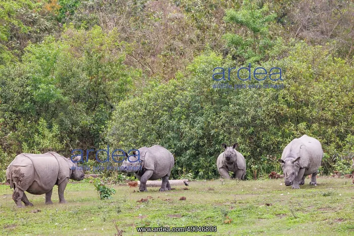 : Indian rhinoceros (Rhinoceros unicornis), also known as the greater one-horned rhinoceros, great Indian rhinoceros, or Indian rhino : Indian rhinoceros (Rhinoceros unicornis), also known as the greater one-horned rhinoceros, great Indian rhinoceros, or Indian rhino