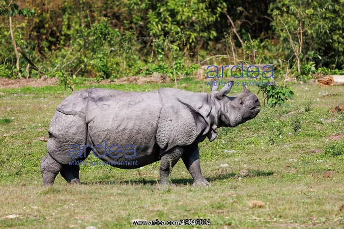 : Indian rhinoceros (Rhinoceros unicornis), also known as the greater one-horned rhinoceros, great Indian rhinoceros, or Indian rhino : Indian rhinoceros (Rhinoceros unicornis), also known as the greater one-horned rhinoceros, great Indian rhinoceros, or Indian rhino