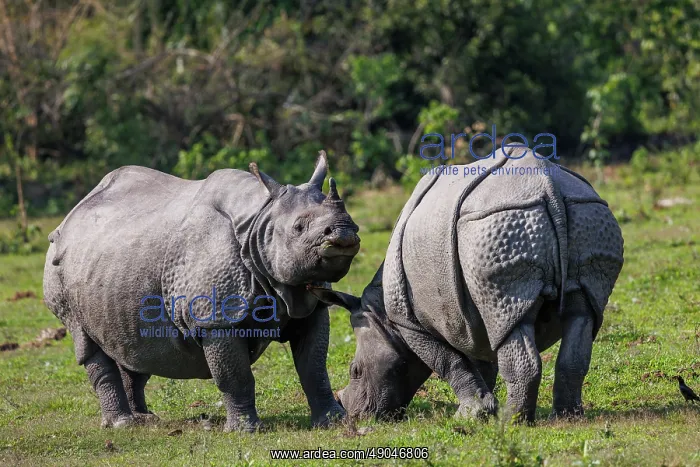 : Indian rhinoceros (Rhinoceros unicornis), also known as the greater one-horned rhinoceros, great Indian rhinoceros, or Indian rhino : Indian rhinoceros (Rhinoceros unicornis), also known as the greater one-horned rhinoceros, great Indian rhinoceros, or Indian rhino