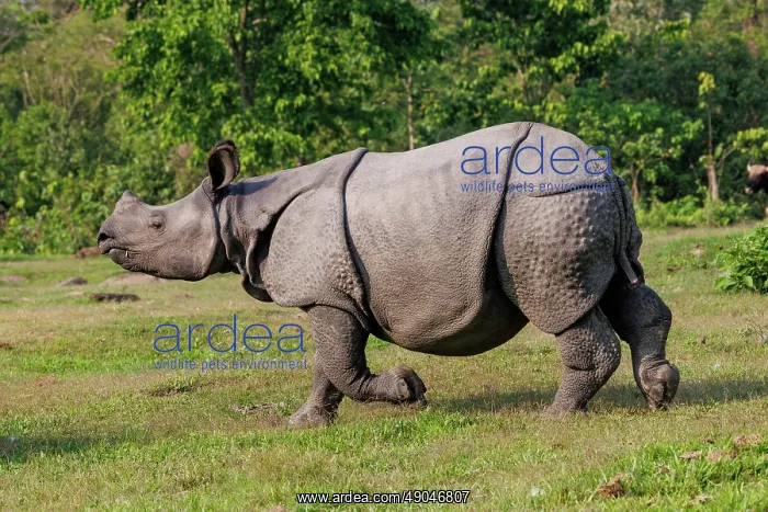 : Indian rhinoceros (Rhinoceros unicornis), also known as the greater one-horned rhinoceros, great Indian rhinoceros, or Indian rhino : Indian rhinoceros (Rhinoceros unicornis), also known as the greater one-horned rhinoceros, great Indian rhinoceros, or Indian rhino