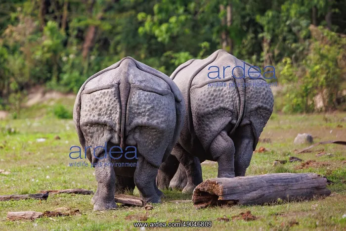 : Indian rhinoceros (Rhinoceros unicornis), also known as the greater one-horned rhinoceros, great Indian rhinoceros, or Indian rhino : Indian rhinoceros (Rhinoceros unicornis), also known as the greater one-horned rhinoceros, great Indian rhinoceros, or Indian rhino