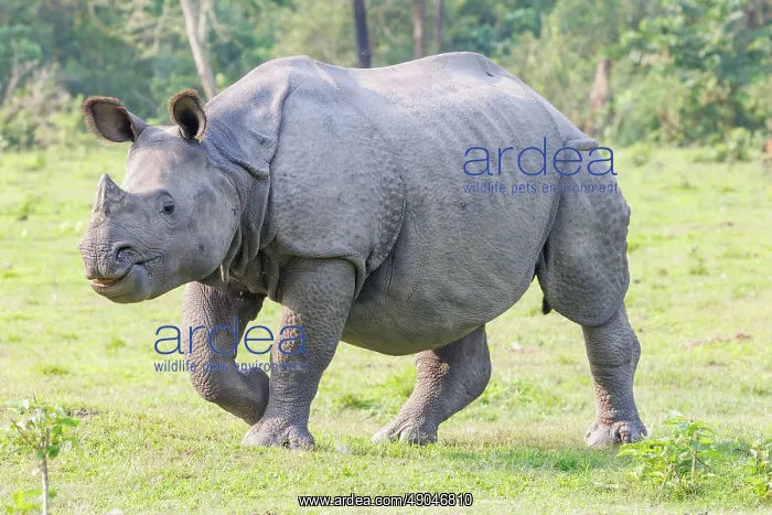 : Indian rhinoceros (Rhinoceros unicornis), also known as the greater one-horned rhinoceros, great Indian rhinoceros, or Indian rhino : Indian rhinoceros (Rhinoceros unicornis), also known as the greater one-horned rhinoceros, great Indian rhinoceros, or Indian rhino