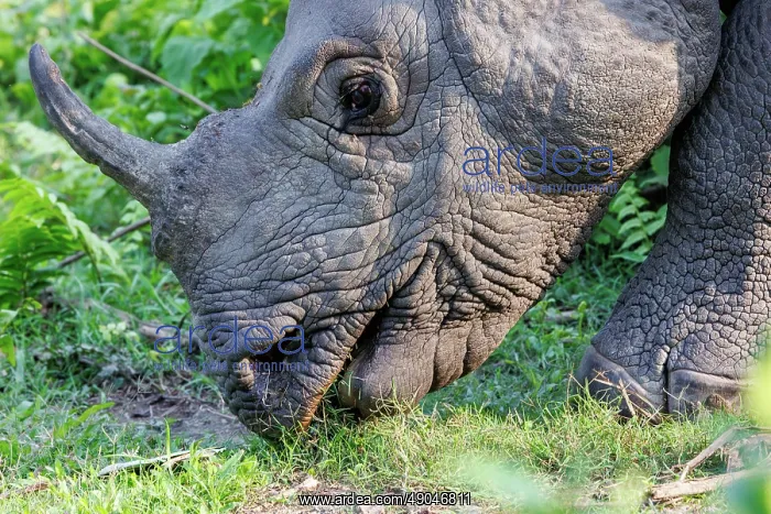 : Indian rhinoceros (Rhinoceros unicornis), also known as the greater one-horned rhinoceros, great Indian rhinoceros, or Indian rhino : Indian rhinoceros (Rhinoceros unicornis), also known as the greater one-horned rhinoceros, great Indian rhinoceros, or Indian rhino