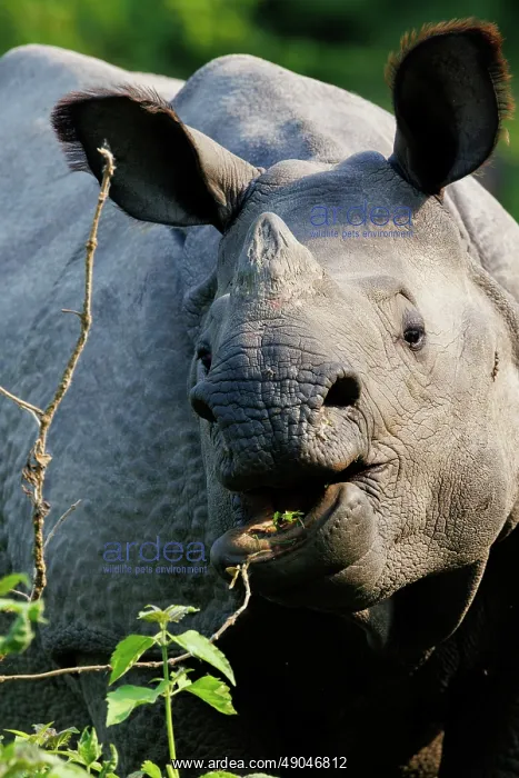 : Indian rhinoceros (Rhinoceros unicornis), also known as the greater one-horned rhinoceros, great Indian rhinoceros, or Indian rhino : Indian rhinoceros (Rhinoceros unicornis), also known as the greater one-horned rhinoceros, great Indian rhinoceros, or Indian rhino