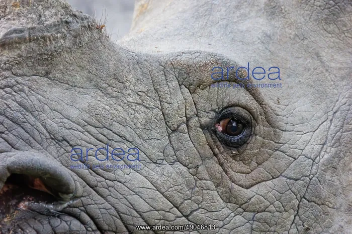 : Indian rhinoceros (Rhinoceros unicornis), also known as the greater one-horned rhinoceros, great Indian rhinoceros, or Indian rhino : Indian rhinoceros (Rhinoceros unicornis), also known as the greater one-horned rhinoceros, great Indian rhinoceros, or Indian rhino