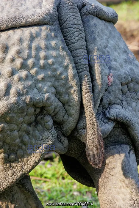 : Indian rhinoceros (Rhinoceros unicornis), also known as the greater one-horned rhinoceros, great Indian rhinoceros, or Indian rhino : Indian rhinoceros (Rhinoceros unicornis), also known as the greater one-horned rhinoceros, great Indian rhinoceros, or Indian rhino