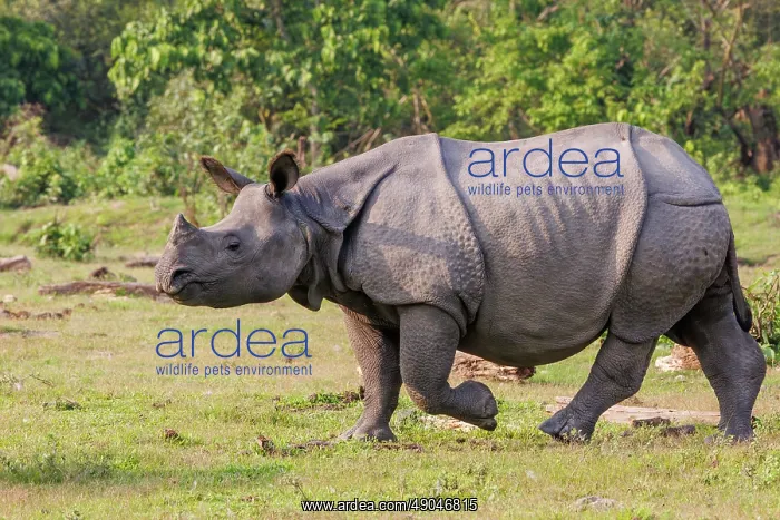 : Indian rhinoceros (Rhinoceros unicornis), also known as the greater one-horned rhinoceros, great Indian rhinoceros, or Indian rhino : Indian rhinoceros (Rhinoceros unicornis), also known as the greater one-horned rhinoceros, great Indian rhinoceros, or Indian rhino
