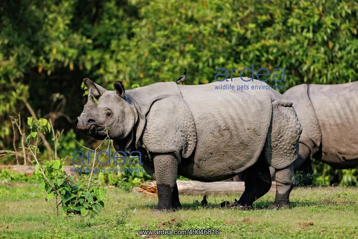 : Indian rhinoceros (Rhinoceros unicornis), also known as the greater one-horned rhinoceros, great Indian rhinoceros, or Indian rhino : Indian rhinoceros (Rhinoceros unicornis), also known as the greater one-horned rhinoceros, great Indian rhinoceros, or Indian rhino