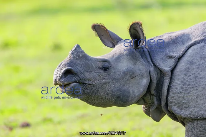 : Indian rhinoceros (Rhinoceros unicornis), also known as the greater one-horned rhinoceros, great Indian rhinoceros, or Indian rhino : Indian rhinoceros (Rhinoceros unicornis), also known as the greater one-horned rhinoceros, great Indian rhinoceros, or Indian rhino