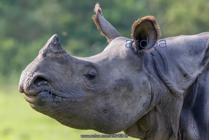 : Indian rhinoceros (Rhinoceros unicornis), also known as the greater one-horned rhinoceros, great Indian rhinoceros, or Indian rhino : Indian rhinoceros (Rhinoceros unicornis), also known as the greater one-horned rhinoceros, great Indian rhinoceros, or Indian rhino