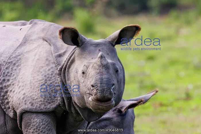 : Indian rhinoceros (Rhinoceros unicornis), also known as the greater one-horned rhinoceros, great Indian rhinoceros, or Indian rhino : Indian rhinoceros (Rhinoceros unicornis), also known as the greater one-horned rhinoceros, great Indian rhinoceros, or Indian rhino