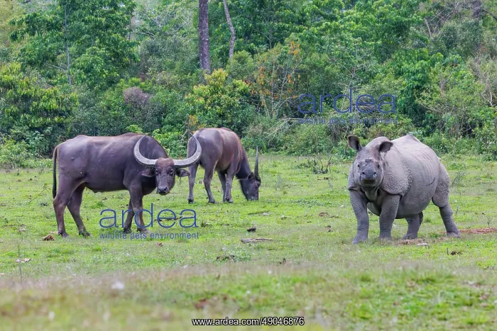 : Indian rhinoceros (Rhinoceros unicornis), also known as the greater one-horned rhinoceros, great Indian rhinoceros, or Indian rhino with Asian Wild Buffalo : Indian rhinoceros (Rhinoceros unicornis), also known as the greater one-horned rhinoceros, great Indian rhinoceros, or Indian rhino with Asian Wild Buffalo