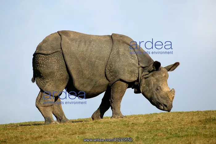 : Indian Rhinoceros (rhinoceros unicornis), Adult : Indian Rhinoceros (rhinoceros unicornis), Adult