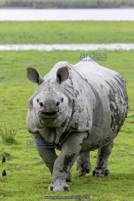 : Indian rhinoceros (Rhinoceros unicornis), adult : Indian rhinoceros (Rhinoceros unicornis), adult