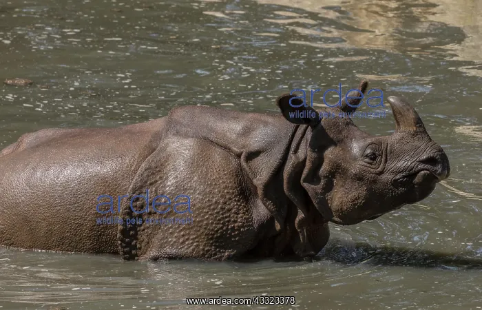 : Indian rhinoceros, Rhinoceros unicornis, bathing : Indian rhinoceros, Rhinoceros unicornis, bathing