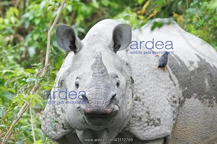 : Indian Rhinoceros (Rhinoceros unicornis), portrait : Indian Rhinoceros (Rhinoceros unicornis), portrait
