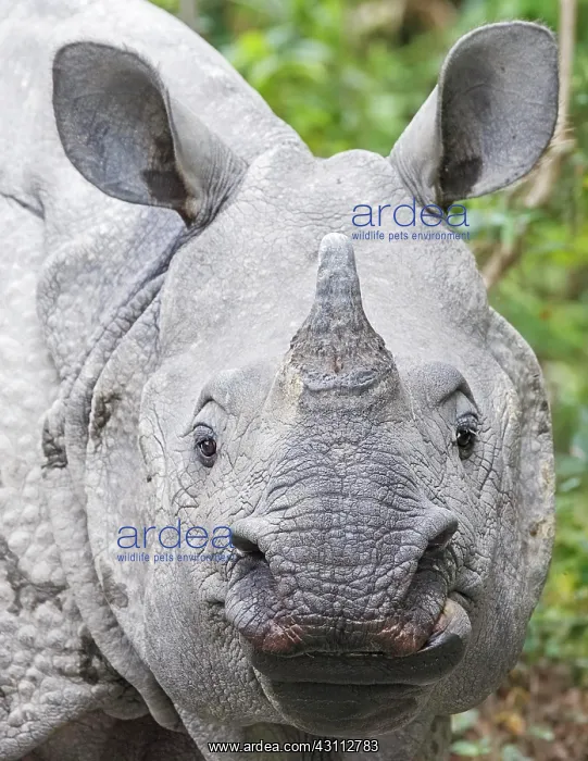 : Indian Rhinoceros (Rhinoceros unicornis), portrait : Indian Rhinoceros (Rhinoceros unicornis), portrait
