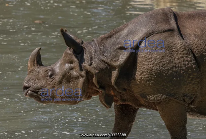: Indian rhinoceros, Rhinoceros unicornis, walking : Indian rhinoceros, Rhinoceros unicornis, walking