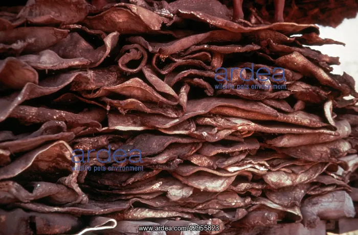  : Indian Rhinoceros - skins of poached Indian rhino