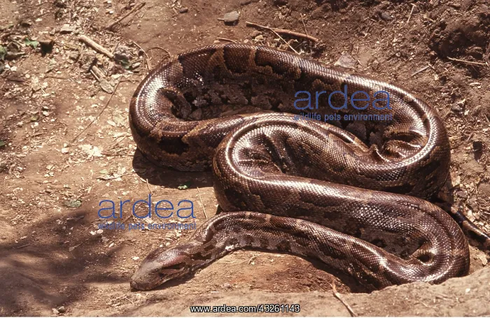 : INDIAN ROCK PYTHON : INDIAN ROCK PYTHON