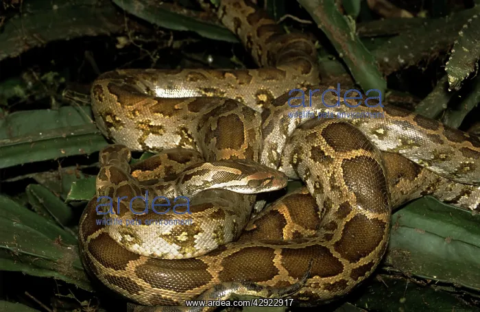 : Indian Rock Python - two coiled together : Indian Rock Python - two coiled together