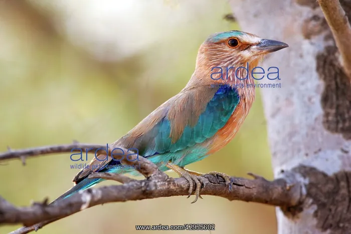 : Indian Roller : Indian Roller