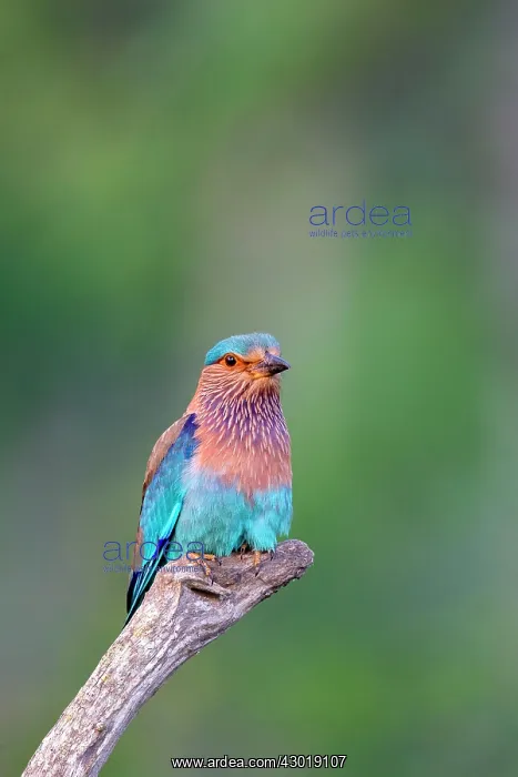 : Indian Roller : Indian Roller