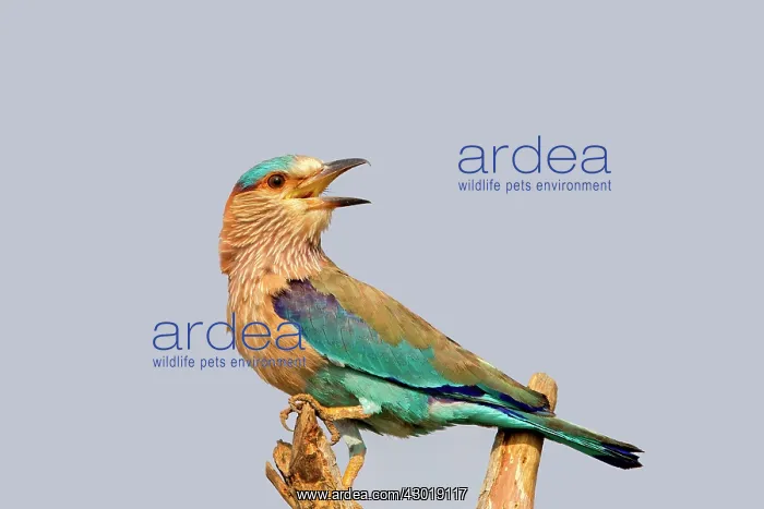 : Indian Roller : Indian Roller