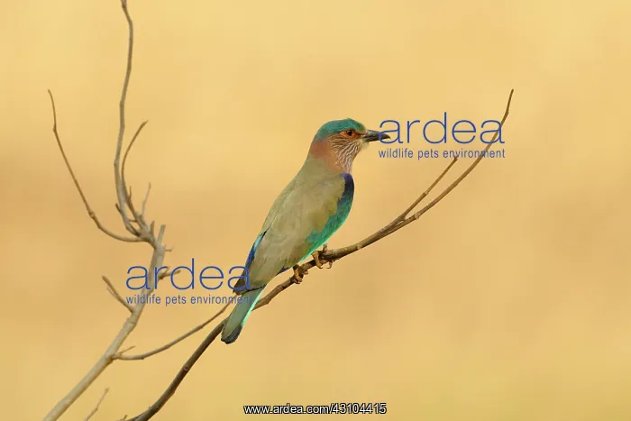 : Indian Roller : Indian Roller