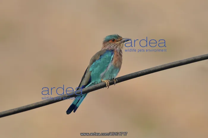 : Indian Roller : Indian Roller