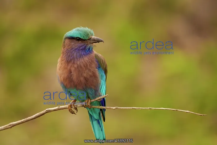 : Indian roller : Indian roller