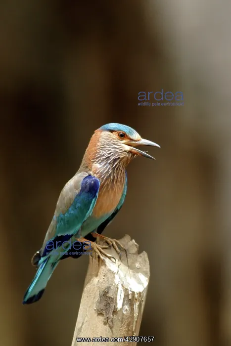 : Indian Roller - calling from post : Indian Roller - calling from post