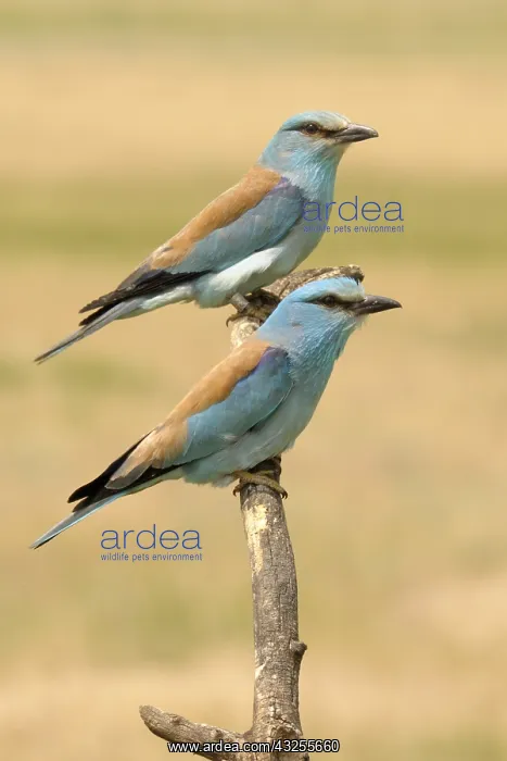: Indian Roller (Coracias benghalensis) couple pe : Indian Roller (Coracias benghalensis) couple pe