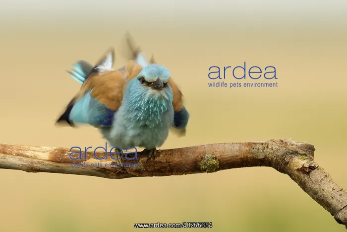 : Indian Roller (Coracias benghalensis) shaking i : Indian Roller (Coracias benghalensis) shaking i
