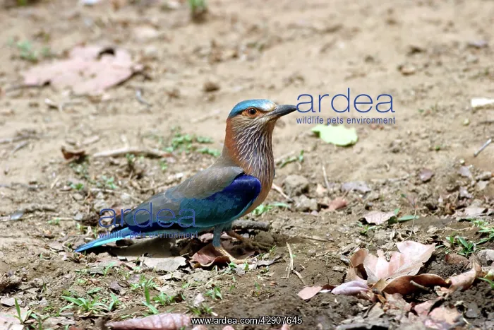 : Indian Roller - on ground : Indian Roller - on ground